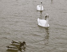 помеха справа / ******