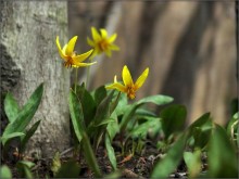 форельки / форелевая лилия (Trout Lily) -- одно из названий онтарийских первоцветов (из-за окраски листьев)