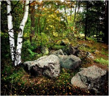 Forest / Кусочек шведского леса