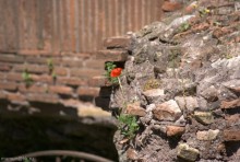 Жизнь / вечный город