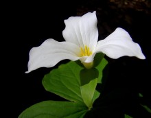 принцесса онтарийского леса ..2 / цветок триллиум -- символ провинции Онтарио, цветет только в мае