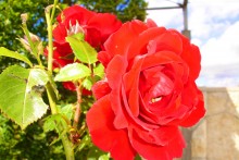 роза / Ботанический сад