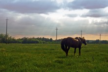 Horse in village / Horse in village