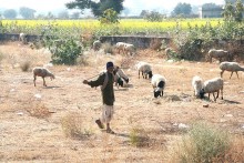 Пастух / Пастух в Индии-окраина Дели