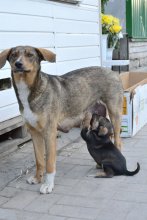 Кормящая мать / Вечером на прогулке с женой и моим четырех месячным сынишкой мы проходили около рынка, подойдя к цветочному ларьку вдруг выскачила маленькая собачонка а за ней и мама, rn- ух ты какой щенок - вскрикнула жена, я обернулся и увидел как это маленькое чудо природы припало к груди матери, держа её своими крохотными лапками, а мамки смирно стояла, и немножко позировала.rn Вот история одной фотографии!!! :)