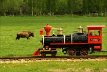 Сафари Белараша / В зоосаду Могилева хотел я прокатиться по узкоколейке, да нехватило денежек наличных(( Пришлось наблюдать за паровозиком со стороны...