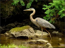 хозяин Эрамозы ...3 / голубая цапля (blue heron), река Эрамоза, Онтарио