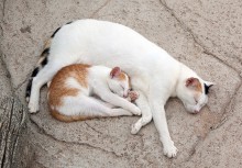 Сонная идиллия / тайские кошки