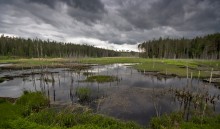 гиблое место... / Бобровый рай