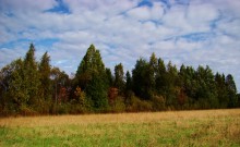 Осенний лес / Между деревнями Мильково и Минейка