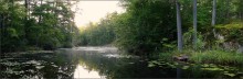 утро в лесу / .................