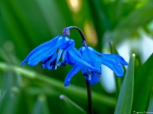 Сцилла / Первоцветы