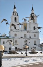 Городская жизнь голубей / долго пришлось ждать