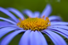 Огонек / С учетом имеющегося объектива и макроудленителя...