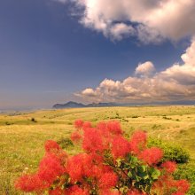 зацвела скумпия / Крым, лето