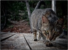 Хищник / Турецкий кот