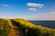 Дорога к морю / Сомелина Финский залив. Июнь 2011