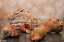 Зимой хочется на море. / Ракушки.