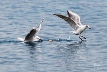 Логистика / Диспетчерская точность