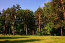 В лесопарке / этот лесопарк относится к территории регионального онкологического центра в Бобруйске