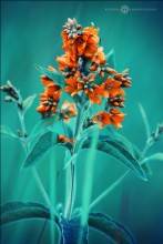 wood light / wood light