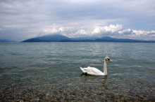 Лебединое озеро / озеро Гарда Италия