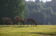 Про солнечные рожки. / Олени сняты в национальном парке Гауя. Национальный парк Гауя - самый большой национальный парк в Латвии. Парк занимает площадь в 917,45 км2 в долине реки Гауя. Ранее этот район иногда называли «Ливонской Швейцарией». 47 % территории парка покрыто лесами, главным образом еловыми и сосновыми, но встречается и лиственная растительность.