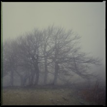 phantom trees / 6x6...