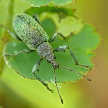 Долгоносик зеленый листовой / Phyllobius viridiaeris