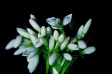 Букет подснежников / Первые весенние цветы