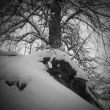 &nbsp; / корни