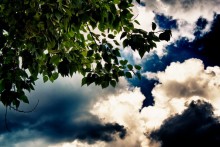 внебо / зеленые кроны деревьев подпирают небо