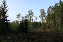 лесоповал / остатки вывезенного леса.Леса в Беларуси скоро не будет