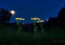 Подсолнухи / под луной