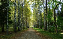 Осенне странное фото / г. Вологда, парк Мира