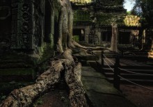 дерево, камень, храм №3 / Ангкор. Камбоджа
