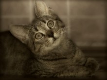 Будем знакомы! / Дикое животное (а кошки все равно остаются дикими- они притворяются, что одомашнены) в домашних условиях... :))
http://www.youtube.com/watch?v=N514XUyD0qs&amp;feature=related
