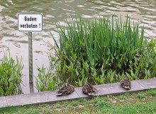 купаться запрещено / немецкого не знаю, только потом перевел, и в итого получилось смешное фото