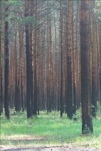  / в лесу так дышится.....