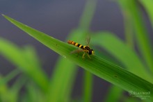 Полосатый мух / прилетел...