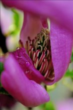 Розовое великолепие / Весна в ботаническом саду