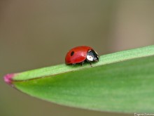 Двухточечная божья коровка / Adalia bipunctata