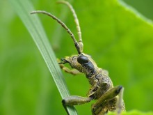 Чернопятнистый рагий / Rhagium mordax