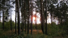 Закат в сосновом лесу / Красивый пейзаж родного края