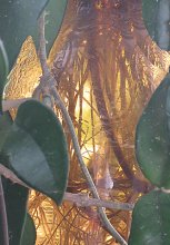 Между листьями / вид33