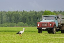 На покосе. / Было их двое. Снимал из окна машины.