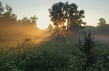 Рассветная песня ангелов.Год спустя... / Только вчера вернулся из Святогорска и снова пришёл на рассвет к тому же дереву, что и в прошлом году...http://photocentra.ru/work.php?id_photo=228163&amp;id_auth_photo=12542&amp;page=7#t
Пожалуйста под музыку http://www.youtube.com/watch?v=JUJpuyTBIvs