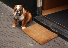 The Dog / Гаага, июль 2011