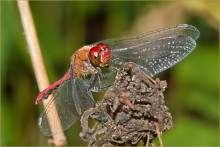 Sympetrum danae / Sympetrum danae наверно