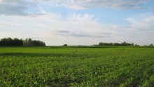 Аист на кукурузном поле / Красочный летний пейзаж
